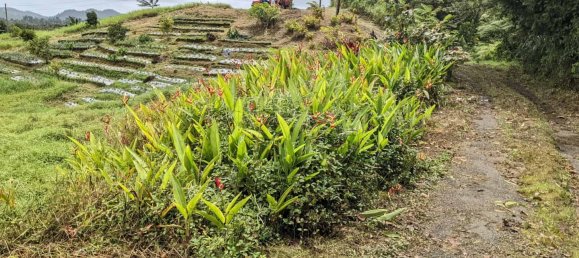 25657m² Hotel in Pont Casse, Dominica No. 30 21