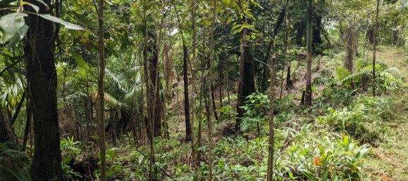 25657m² Hotel in Pont Casse, Dominica No. 30 22