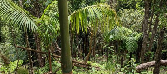 25657m² Hotel in Pont Casse, Dominica No. 30 14