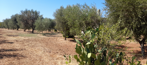 Terreno en Ginosa, Italy 4300 m² No. 281781 5