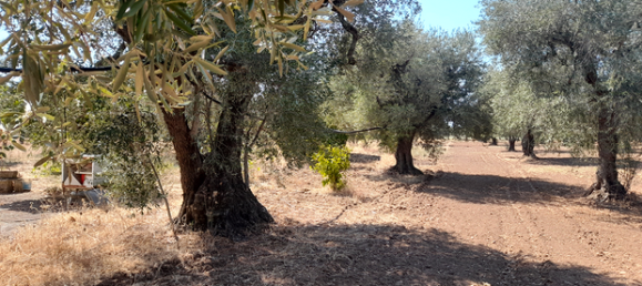 Terreno en Ginosa, Italy 4300 m² No. 281781 6