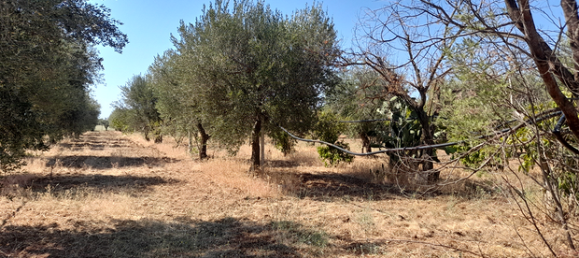 Terreno en Ginosa, Italy 4300 m² No. 281781 3