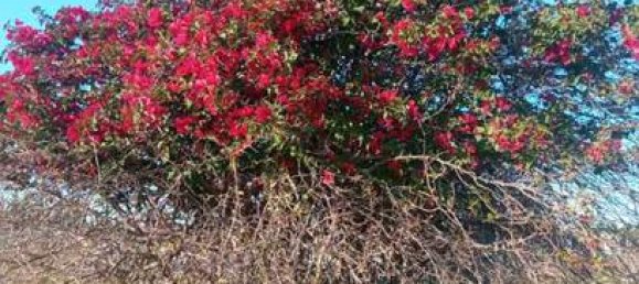 1000m² Land in Andalusia, Spain No. 136001 8