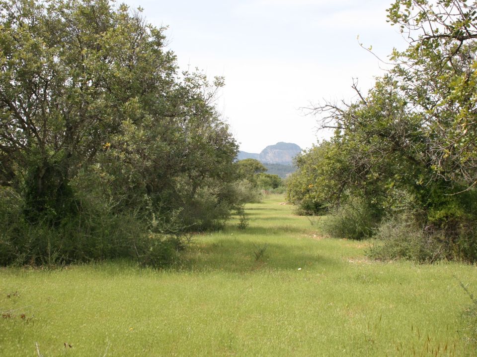 Terreno em Binissalem, Spain N.º 279129