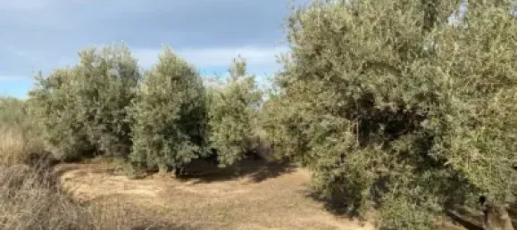 Земельный участок 80000м² в Мораледа-де-Сафайона, Испания № 138902 23