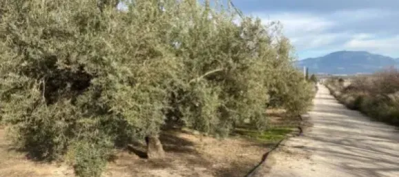 Земельный участок 80000м² в Мораледа-де-Сафайона, Испания № 138902 25