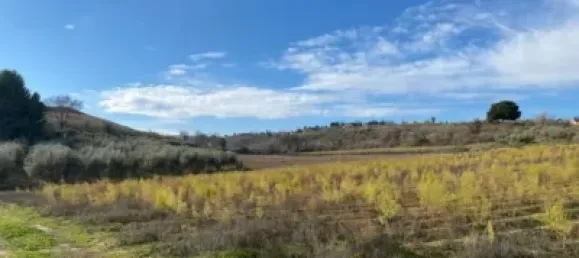 Земельный участок 80000м² в Мораледа-де-Сафайона, Испания № 138902 33