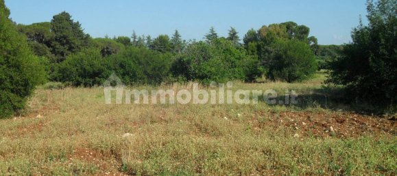 Terrain à Monopoli, Italy 25000m² No. 151938 9