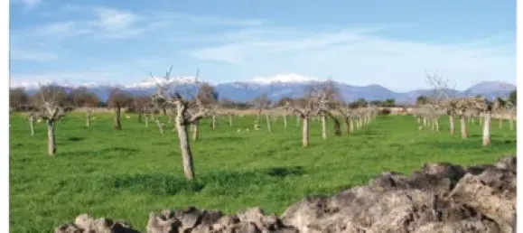 10 chambres Maison à Mallorca, Spain No. 173966 9