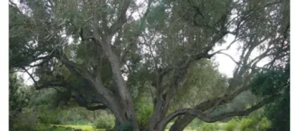 10 chambres Maison à Mallorca, Spain No. 173966 12