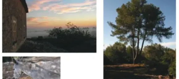 10 chambres Maison à Mallorca, Spain No. 173966 15