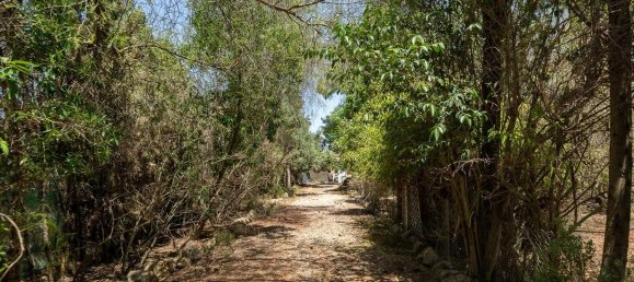 11 bedrooms House in Santa Maria Del Cami, Spain No. 185920 27