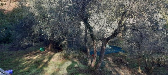 Земельный участок 5000м² в Кавриглия, Италия № 251223 7