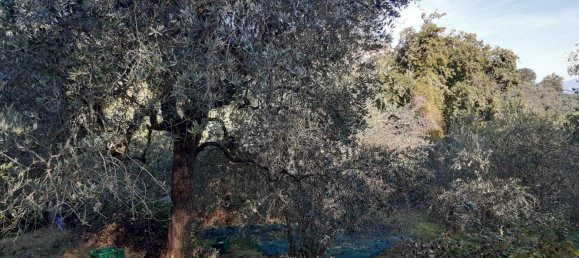 Земельный участок 5000м² в Кавриглия, Италия № 251223 6