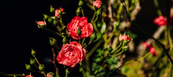 2-salle Appartement à Eggenberg, Austria No. 244983 17