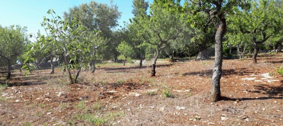 Estudio en Monopoli, Italy No. 24781 5