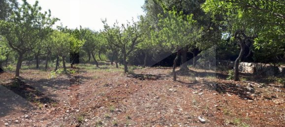 Estudio en Monopoli, Italy No. 24781 6