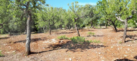 Estudio en Monopoli, Italy No. 24781 8