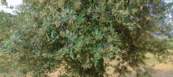 Casa T1 em Lleida, Spain N.º 144331 9