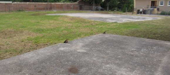 Grundstück in Anhalt-Bitterfeld, Germany, Nr. 262005 8