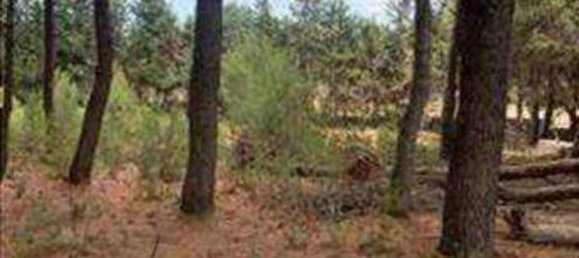 15 rooms Villa in Castrignano del Capo, Italy No. 181285 3