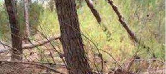 15 rooms Villa in Castrignano del Capo, Italy No. 181285 5