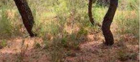 15 rooms Villa in Castrignano del Capo, Italy No. 181285 6