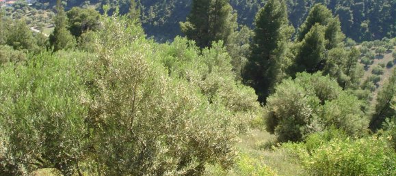 4465m² Hotel in Chalkidiki, Greece No. 71470 3