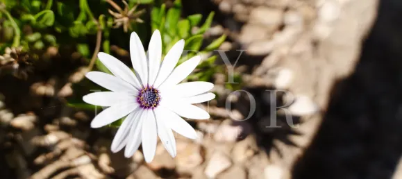 3 غرف نوم فيلا في Lagoa, Portugal رقم 125401 8