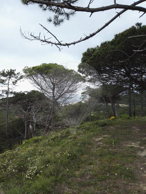 812m² Land in Mafra, Portugal No. 58366