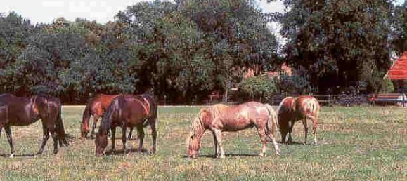 6 rooms Farm in Nienburg, Germany No. 340816 21