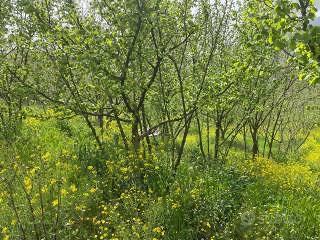 2700m² Land in Monteforte Irpino, Italy No. 304688