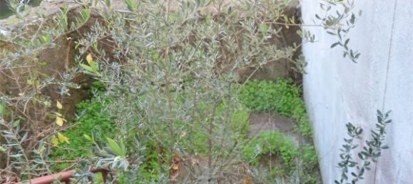 2 bedrooms House in Perais, Portugal No. 175618 8