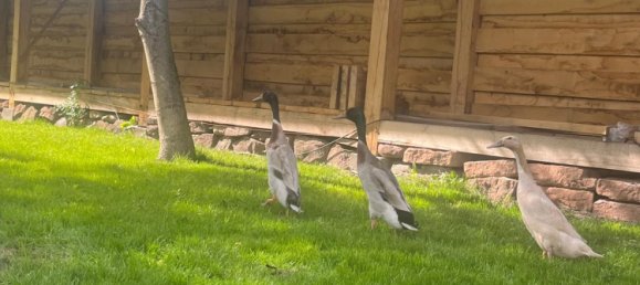 4 chambres Villa à Borde, Germany No. 267375 14