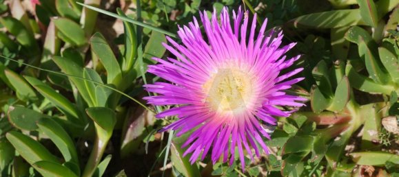 2 Schlafzimmer Wohnung in Ferragudo, Portugal, Nr. 135648 61