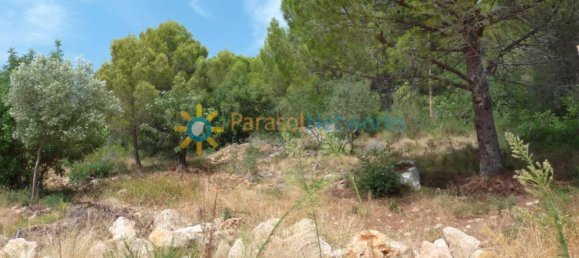 22000m² Land in Valencia, Spain No. 217293 8