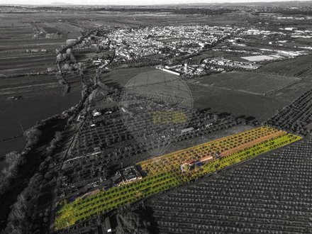 3 Schlafzimmer Haus in Golega, Portugal, Nr. 70698