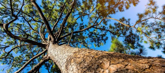 3 bedrooms Villa in Caldas da Rainha, Portugal No. 139171 15