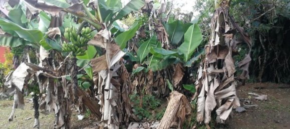 3 chambres Maison à Tilaran, Costa Rica No. 445 4