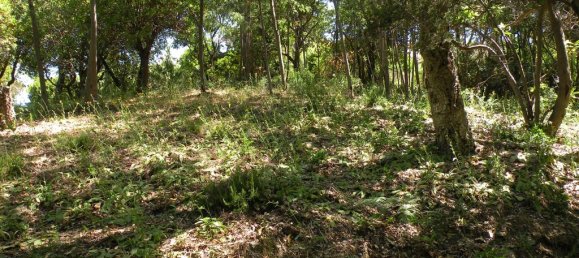 Terrain à Rayol-Canadel-sur-Mer, France No. 197389 5