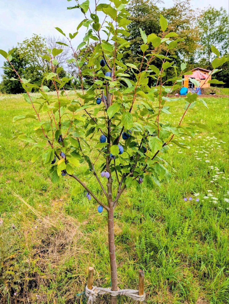 Grundstück in Esslingen, Germany, Nr. 283167