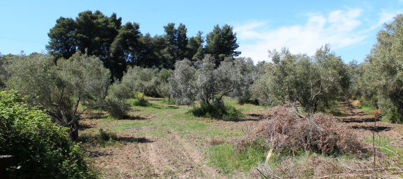 Hotel in Chalkidiki, Greece 10181m², Nr. 6775 3