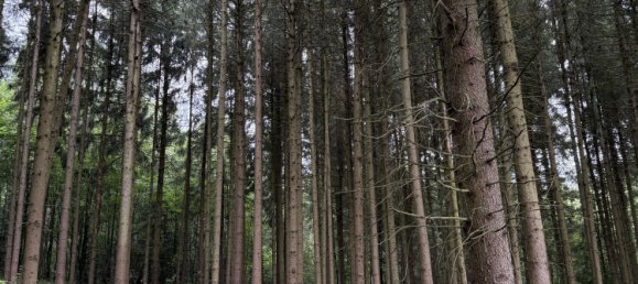 20000m² Land in Passau, Germany No. 317846 2