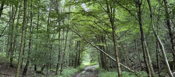 20000m² Land in Passau, Germany No. 317846 6