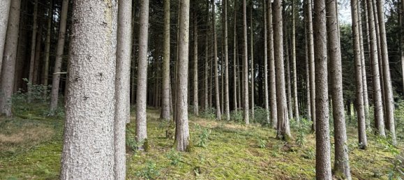 20000m² Land in Passau, Germany No. 317846 4