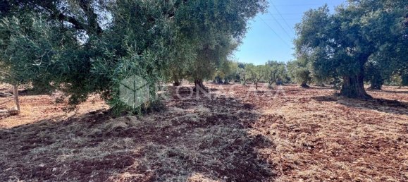 Estúdio em Ostuni, Italy N.º 305367 11