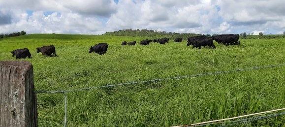 Granja de 4 dormitorios en Thornville, Australia No. 1047 2