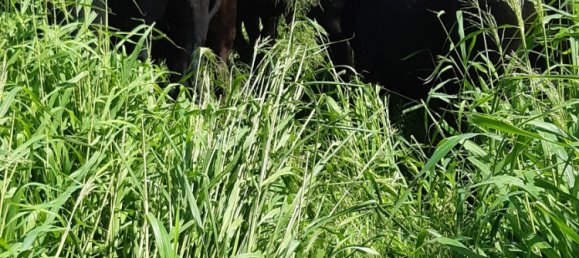 Granja de 4 dormitorios en Thornville, Australia No. 1047 6