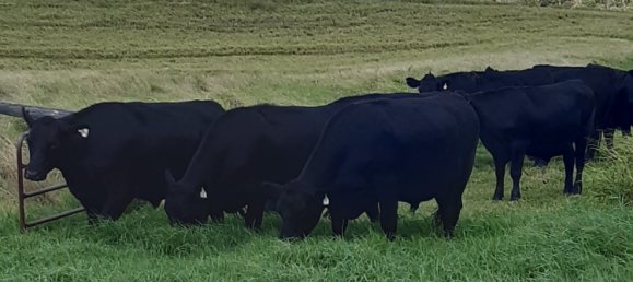 Granja de 4 dormitorios en Thornville, Australia No. 1047 11