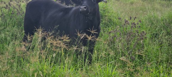 Granja de 4 dormitorios en Thornville, Australia No. 1047 30